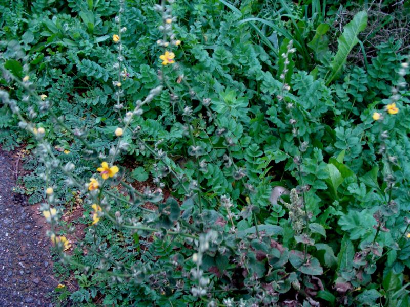 verbascum...