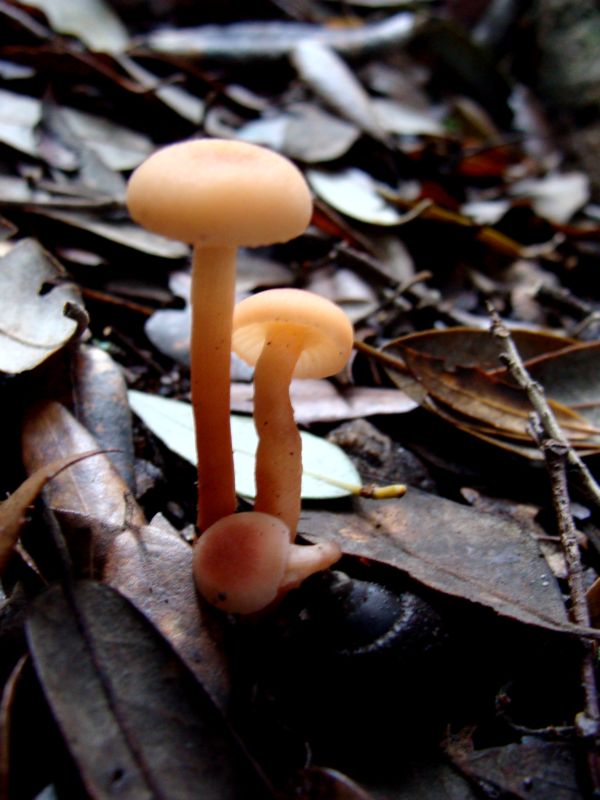 Piccoli funghi
