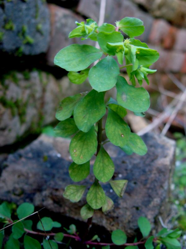 Euphorbia peplus / Euforbia minore