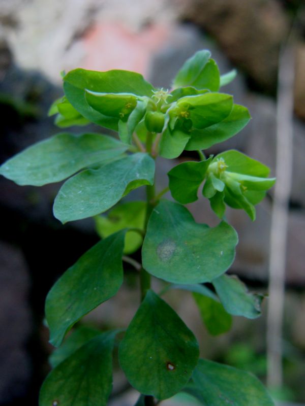 Euphorbia peplus / Euforbia minore