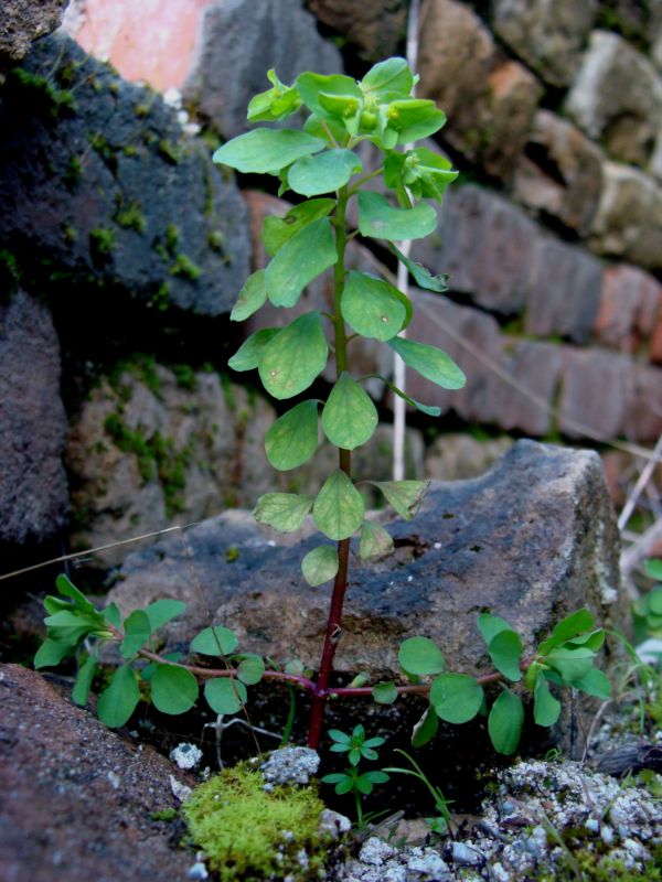 Euphorbia peplus / Euforbia minore