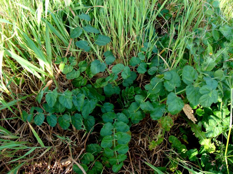 Pimpinella lutea / Tragoselino giallo