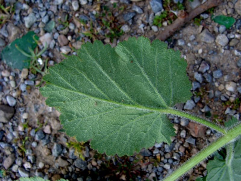 Pimpinella lutea / Tragoselino giallo