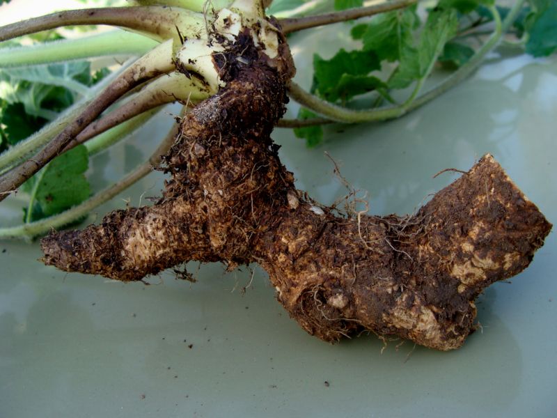 Pimpinella lutea / Tragoselino giallo