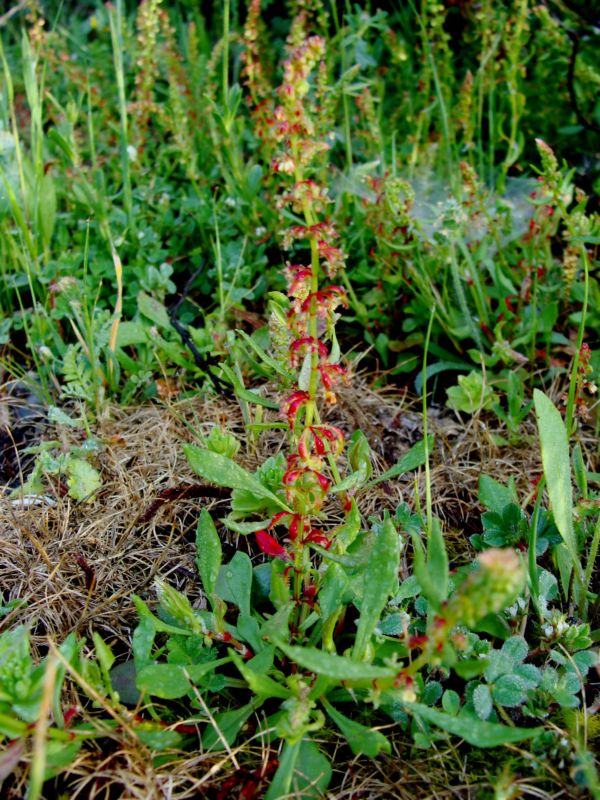 Rumex bucephalophorus / Romice capo di bue