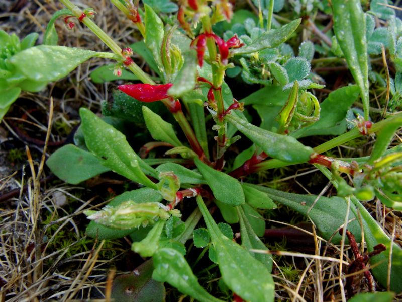 Rumex bucephalophorus / Romice capo di bue