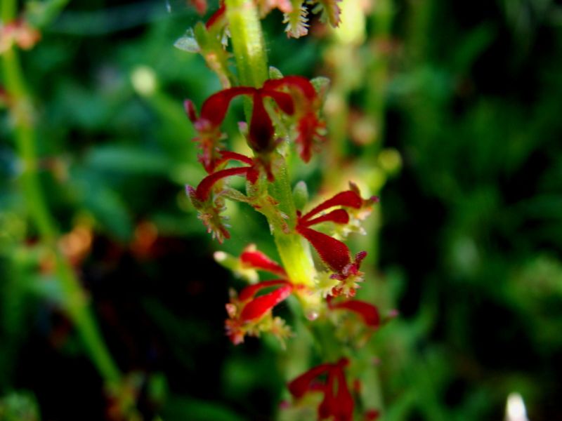 Rumex bucephalophorus / Romice capo di bue