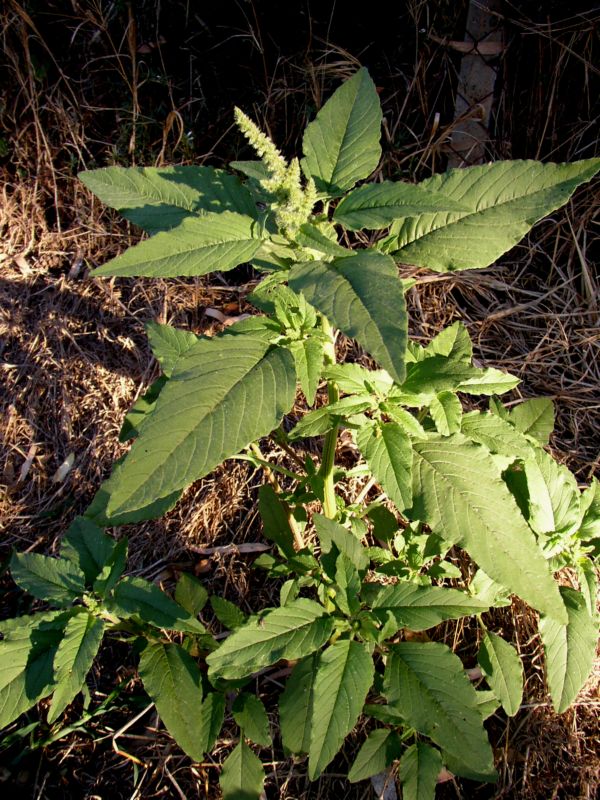 Quale amaranto? - Amaranthus sp.