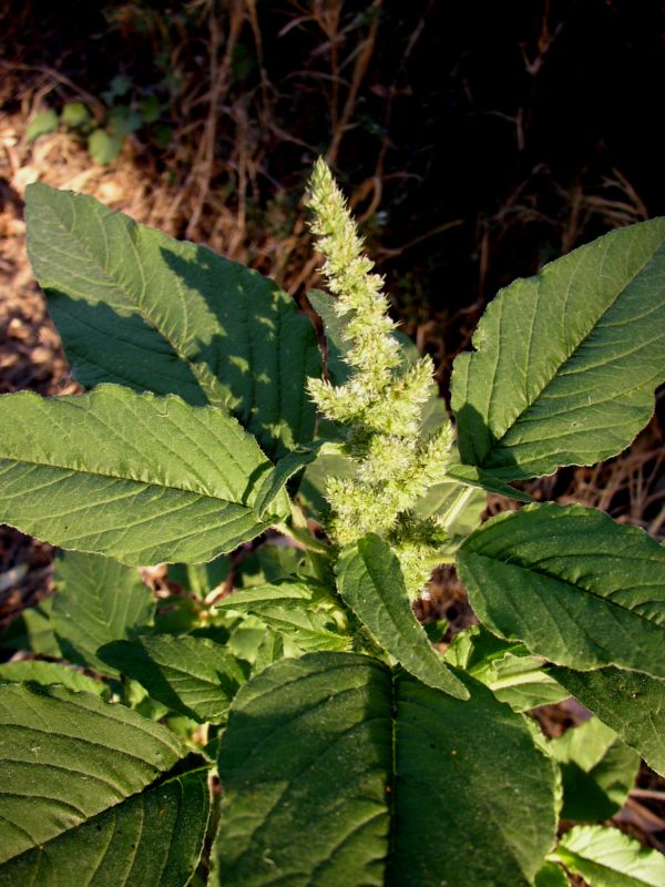 Quale amaranto? - Amaranthus sp.