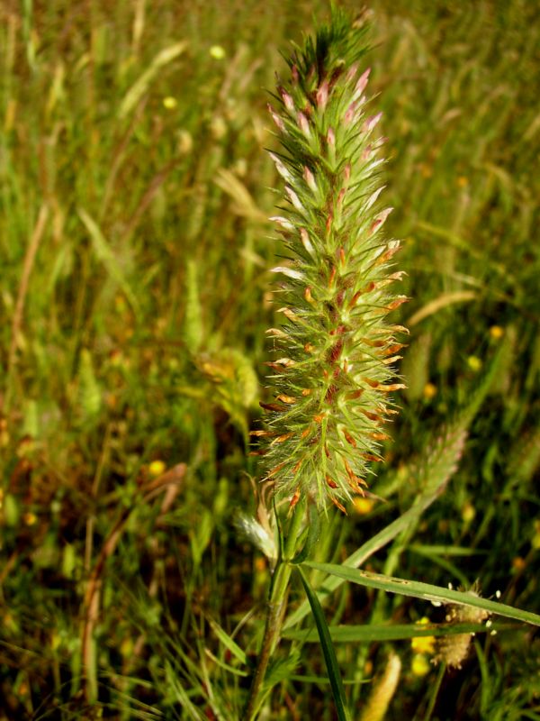 trifolium rubens..? - no, Trifolium angustifolium