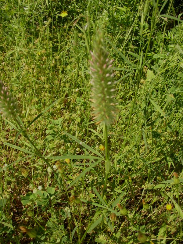 trifolium rubens..? - no, Trifolium angustifolium