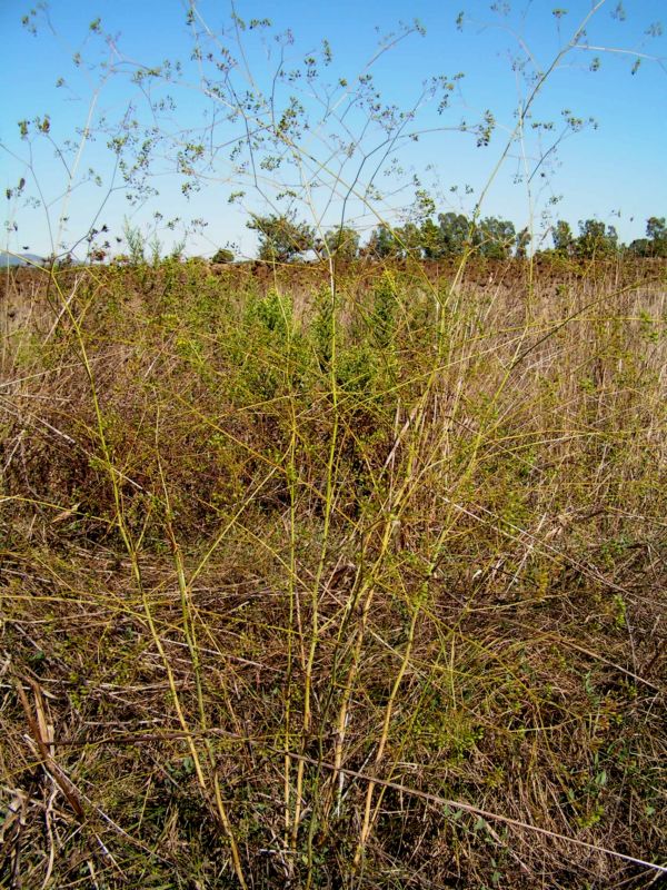 Pimpinella lutea / Tragoselino giallo