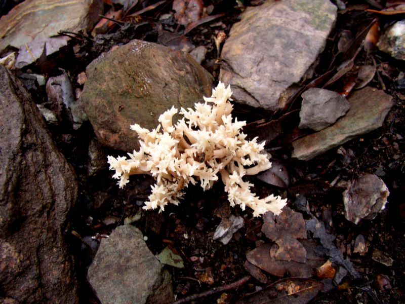 Clavulina cristata