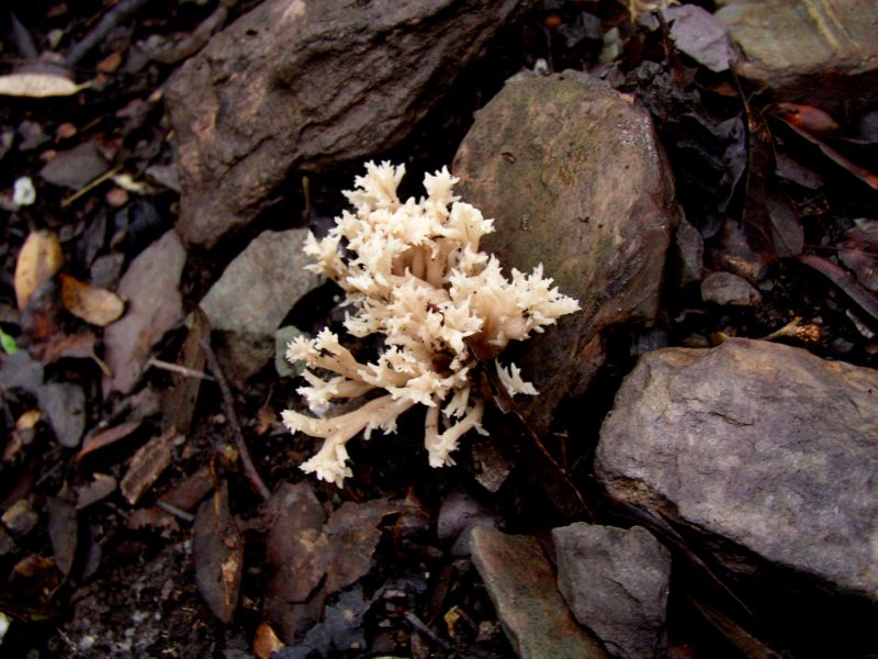 Clavulina cristata