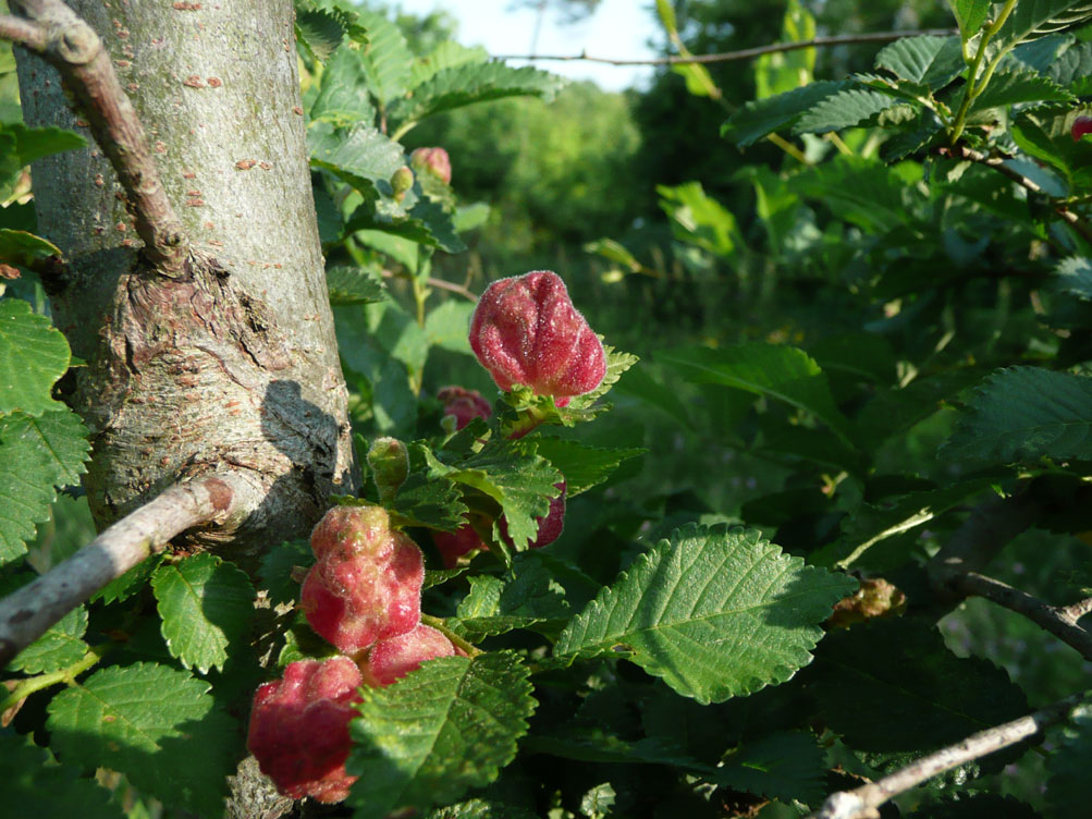 Afidi galligeni