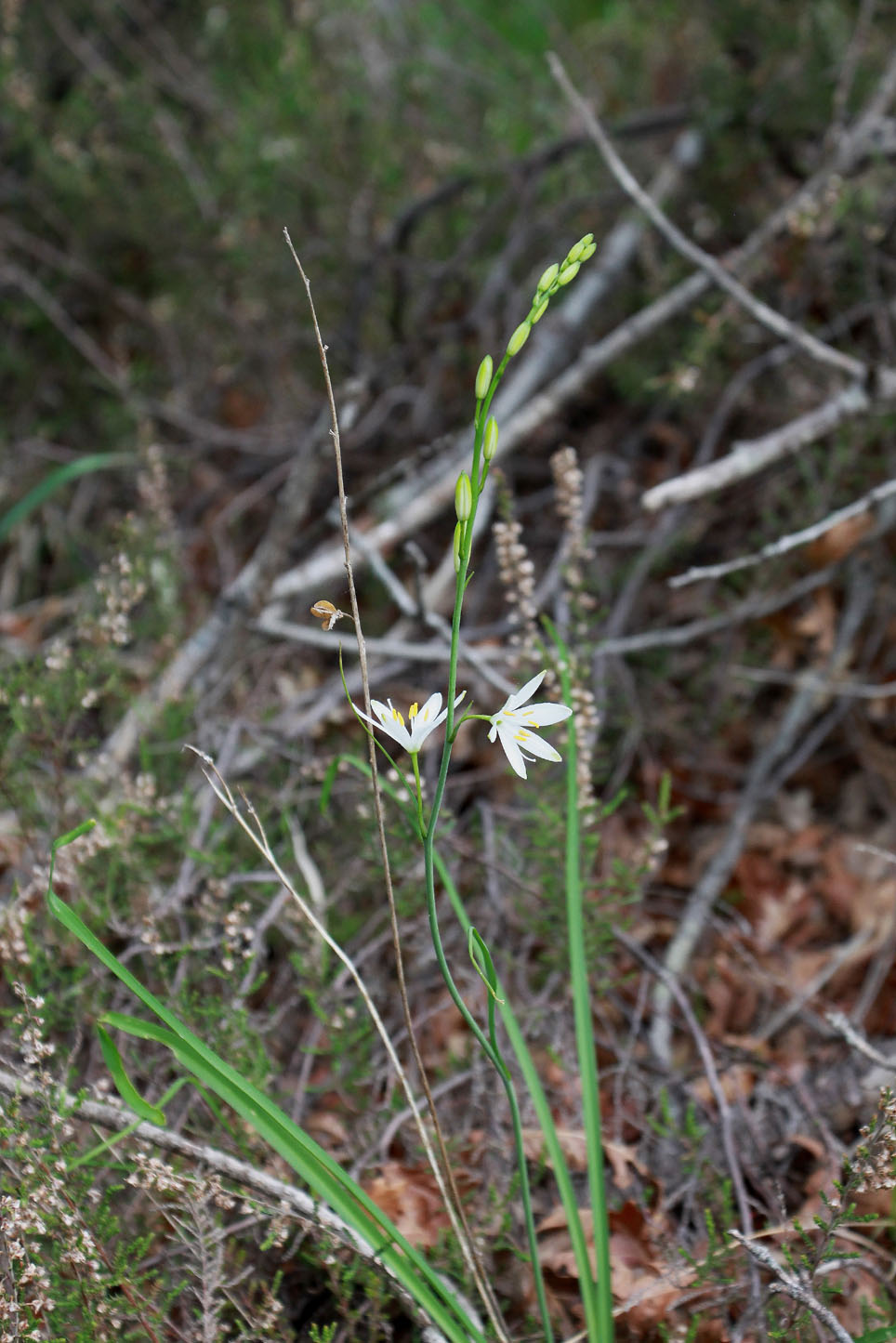 Anthericum ramosum