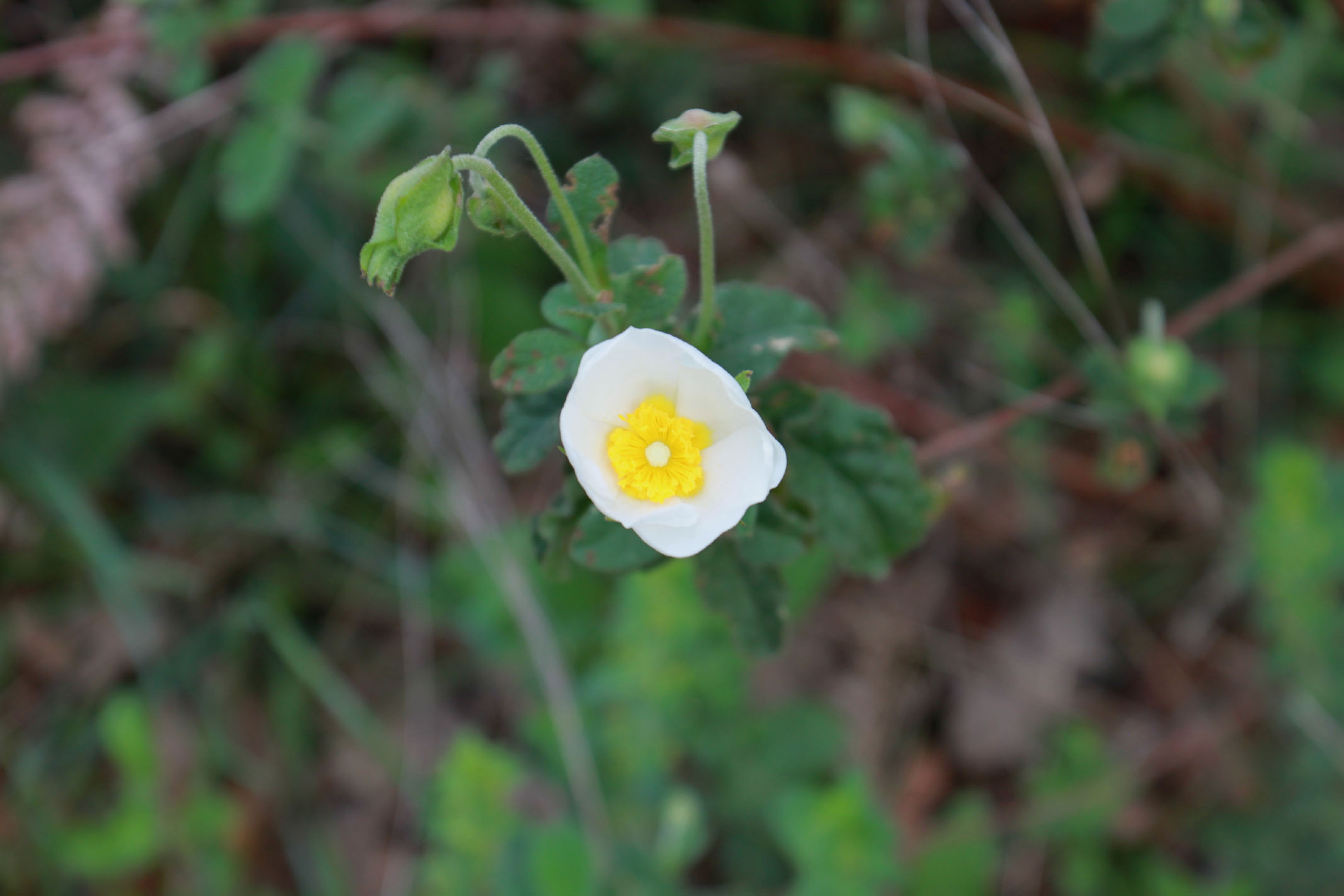 Cistus salvifolius