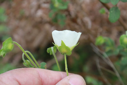 Cistus salvifolius