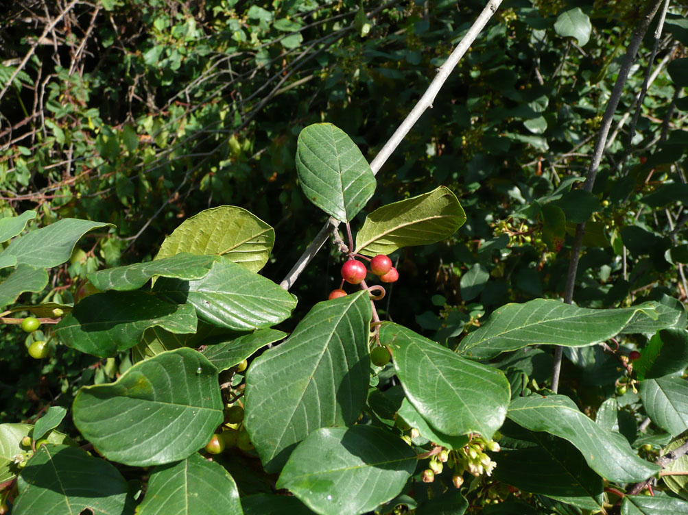 Frangula alnus