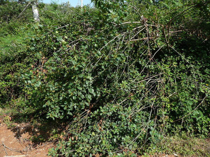 Frangula alnus