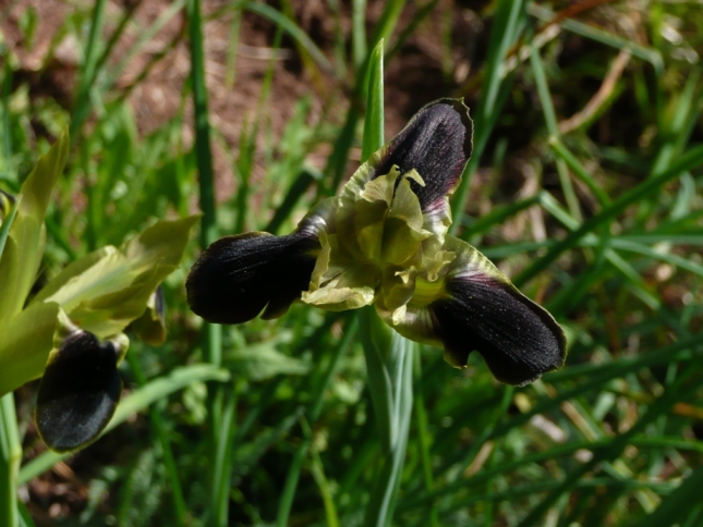 Iris tuberosa (=Hermodactylus tuberosus) / Bellavedova