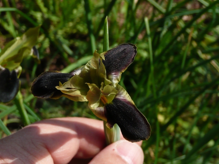 Iris tuberosa (=Hermodactylus tuberosus) / Bellavedova