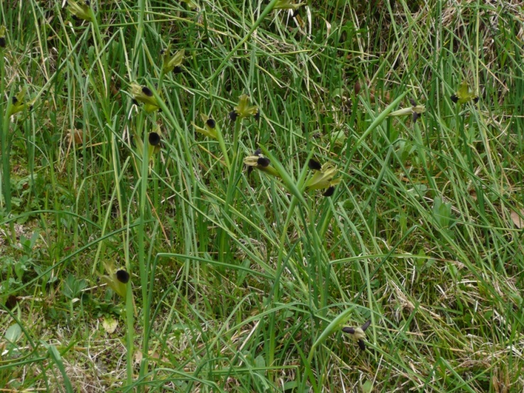 Iris tuberosa (=Hermodactylus tuberosus) / Bellavedova