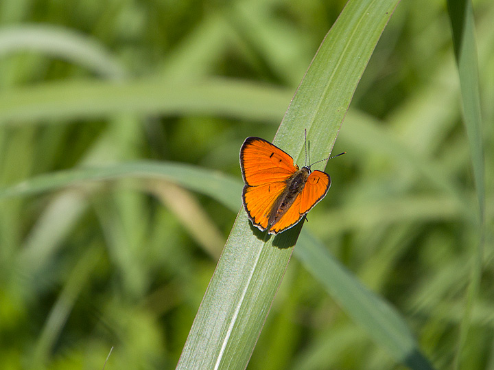 Lycaena dispar