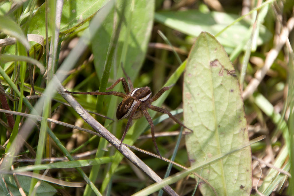 Dolomedes fimbriatus con ovisacco