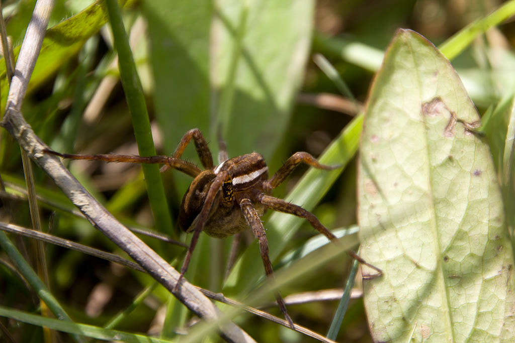 Dolomedes fimbriatus con ovisacco