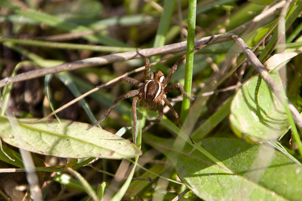 Dolomedes fimbriatus con ovisacco