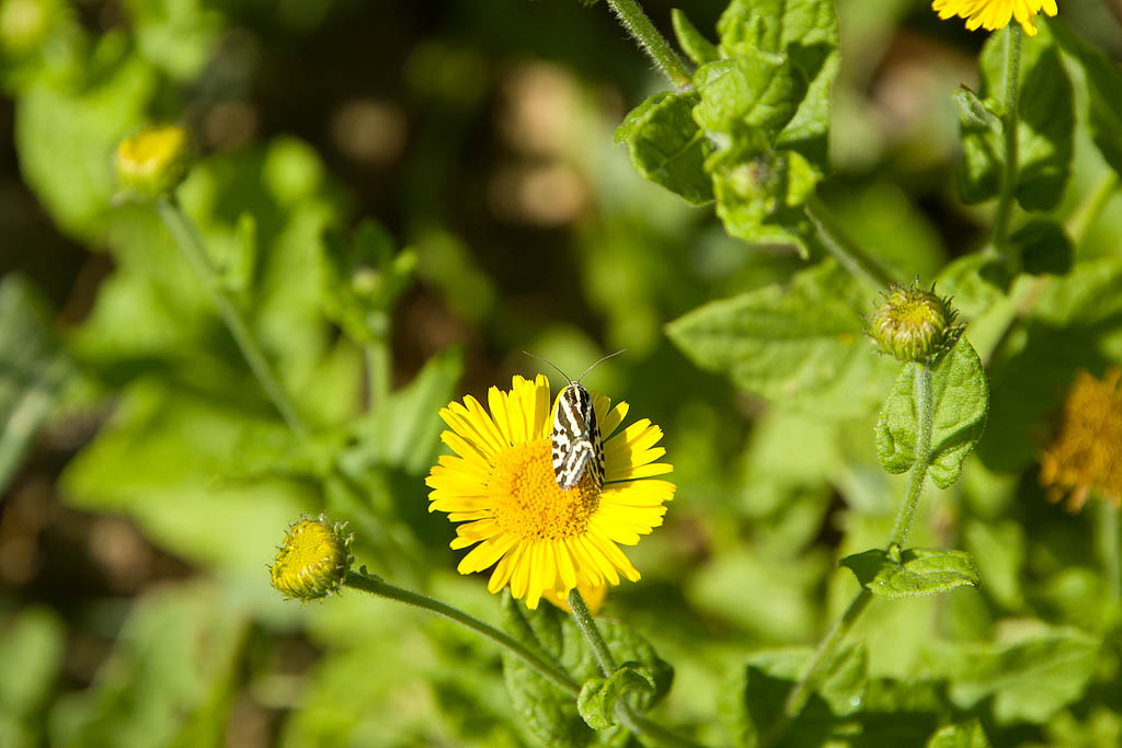 Da determinare - Acontia (Emmelia) trabealis