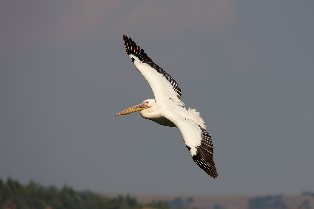 Pellicano comune