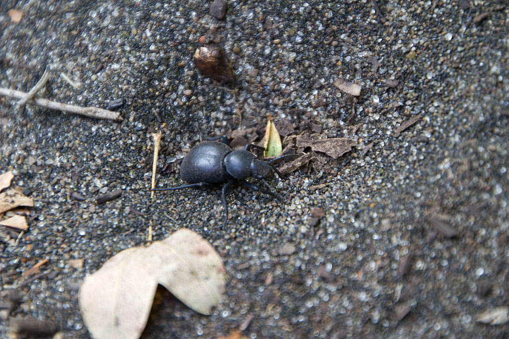 Due tipi....da spiaggia! Erodius sp.(morto)  e Tentyuria sp.