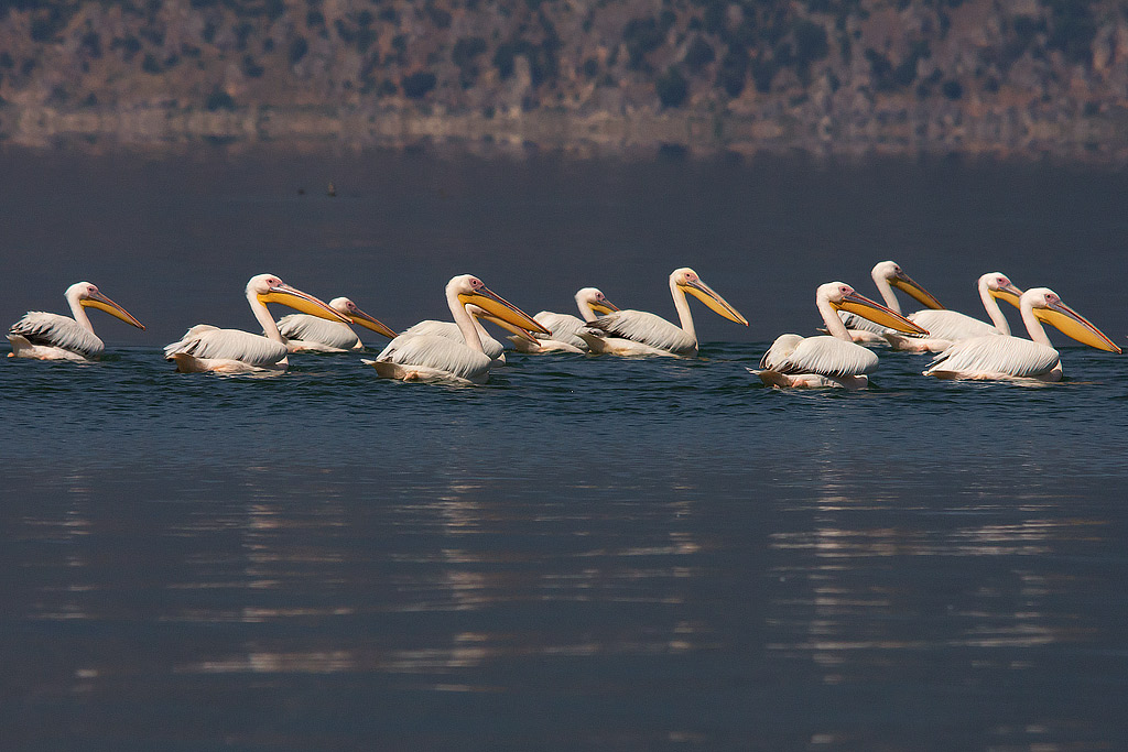 Pellicano comune