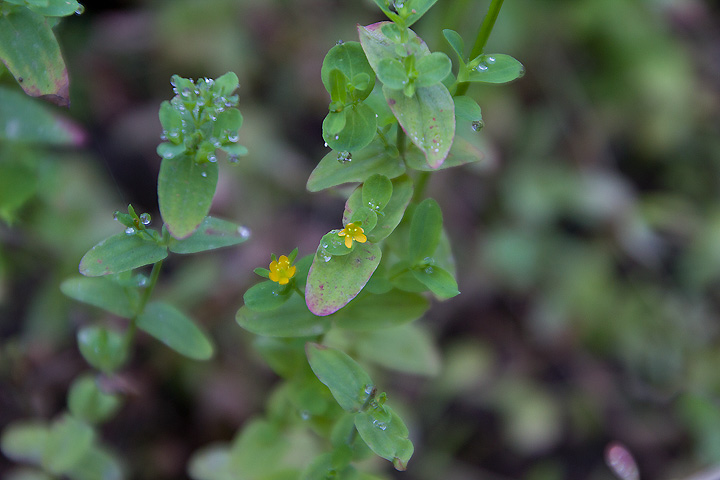 Hypericum mutilum