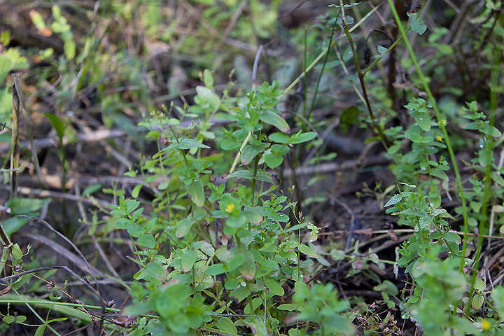 Hypericum mutilum