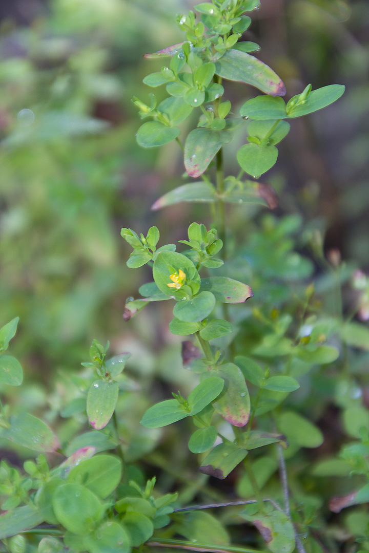 Hypericum mutilum