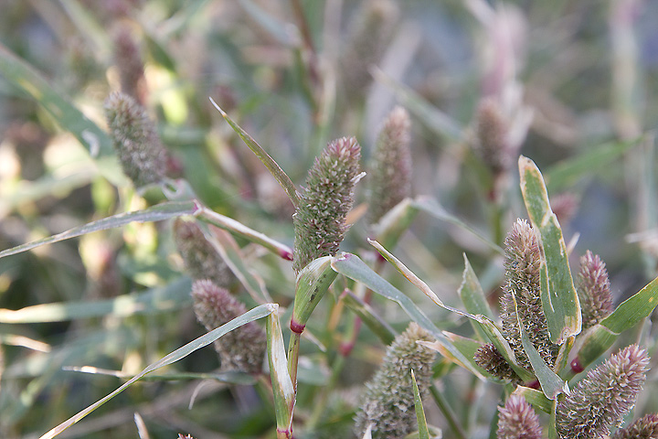 Crypsis schoenoides - Brignolo ovato