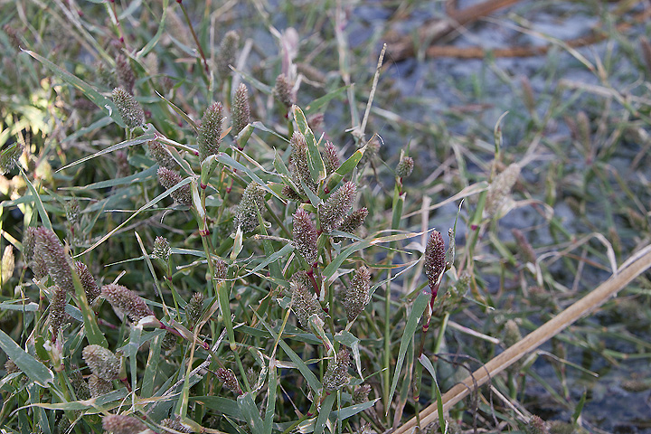 Crypsis schoenoides - Brignolo ovato