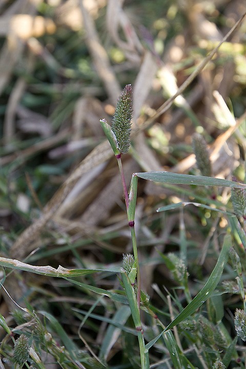 Crypsis schoenoides - Brignolo ovato