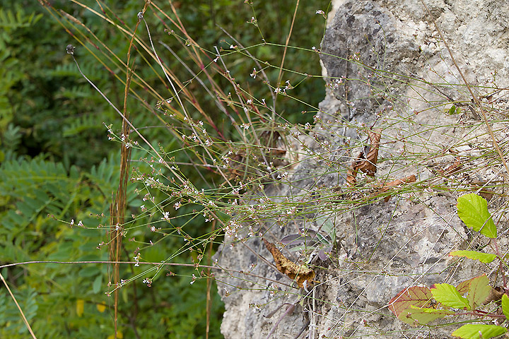 Asperula sp.