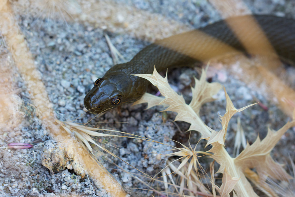 Natrix tessellata, laghi di Prespa, Grecia