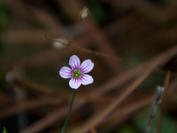 Petrorhagia saxifraga