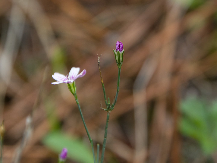 Petrorhagia saxifraga