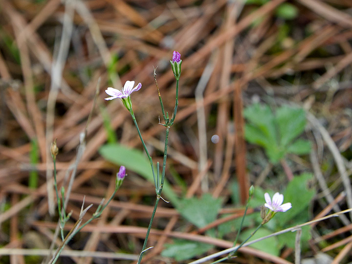 Petrorhagia saxifraga