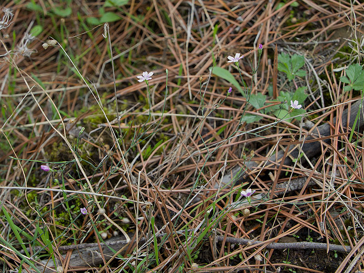 Petrorhagia saxifraga