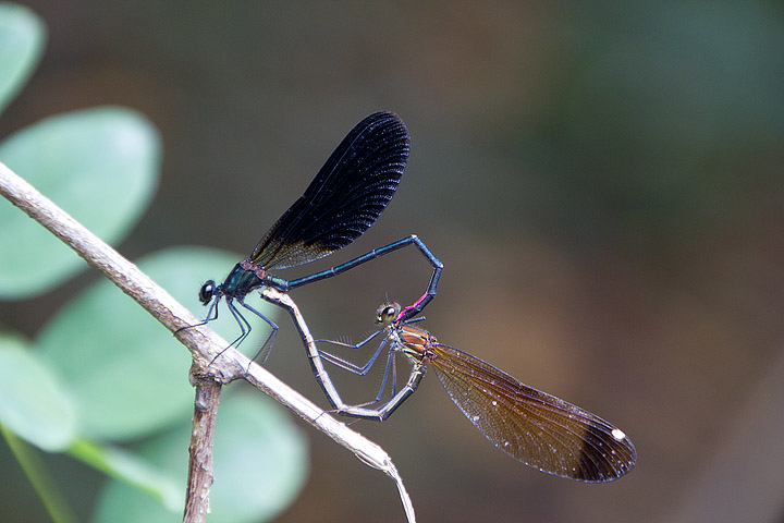 Calopteryx haemorrhoidalis in accoppiamento