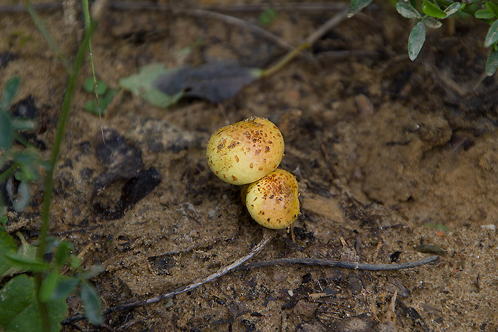 Pholiota squarrosa?