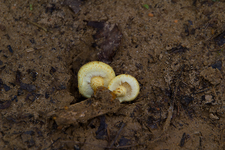 Pholiota squarrosa?